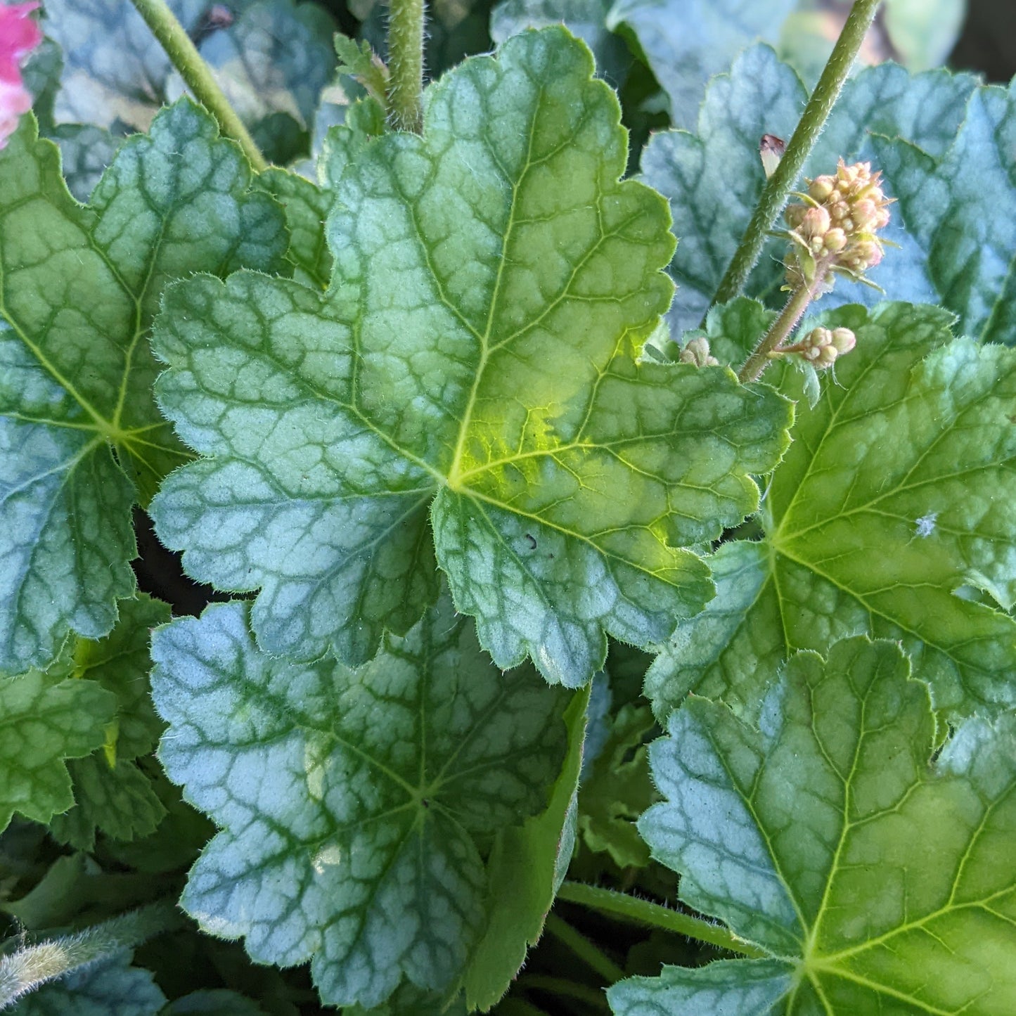 Berry Timeless Coral Bells