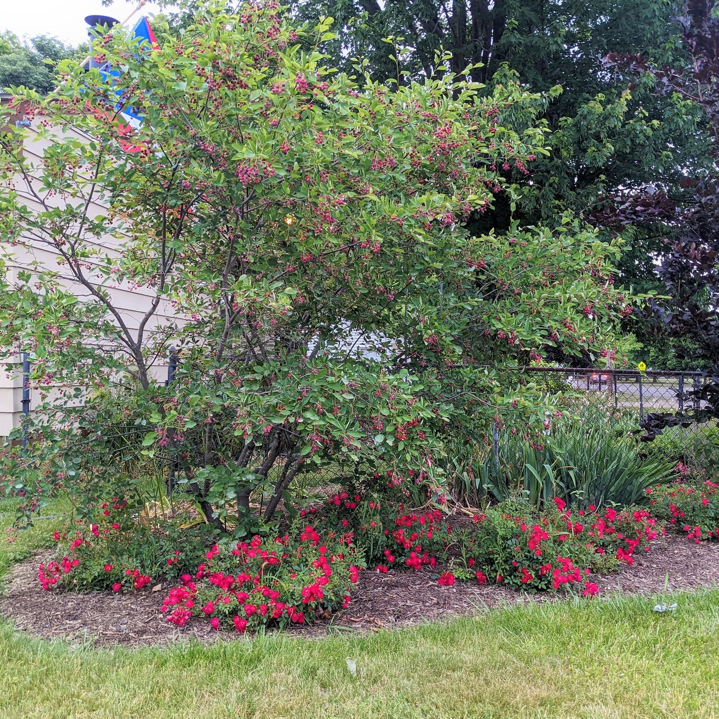 Red Drift Groundcover Rose