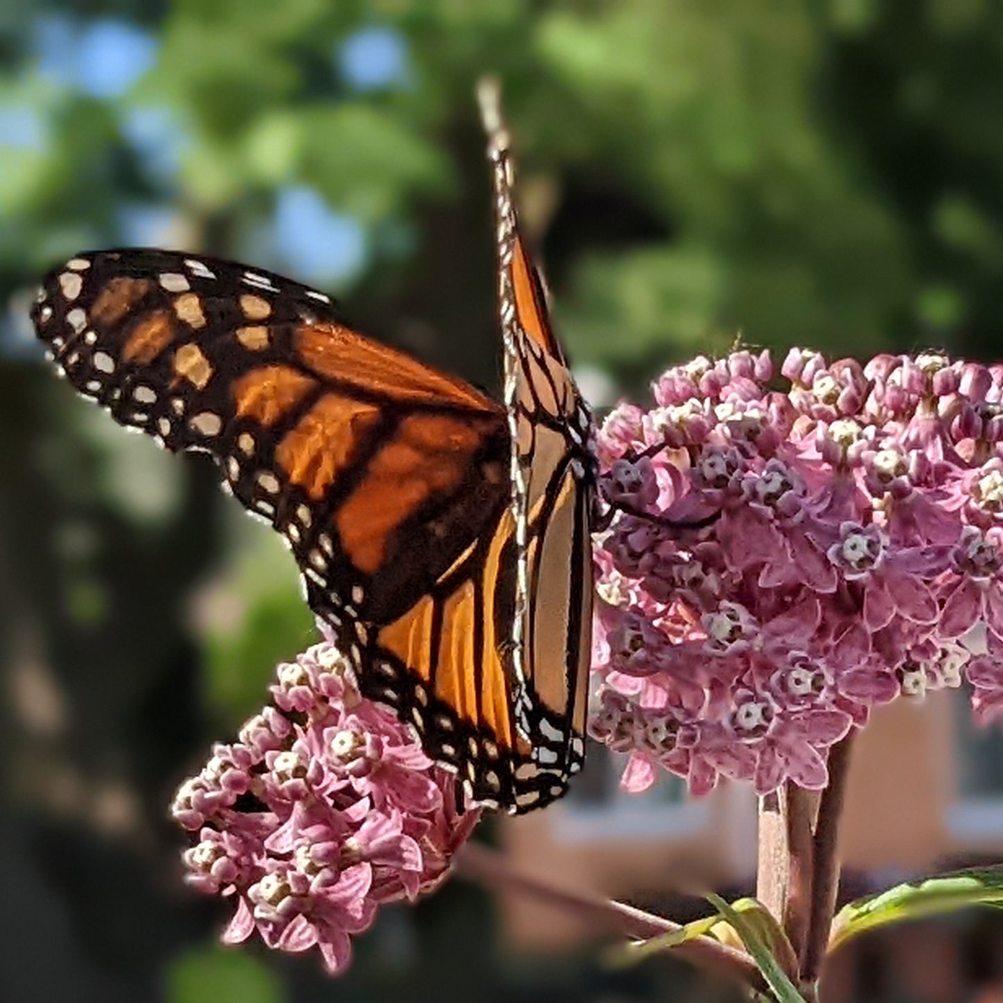 Cinderella Swamp Milkweed