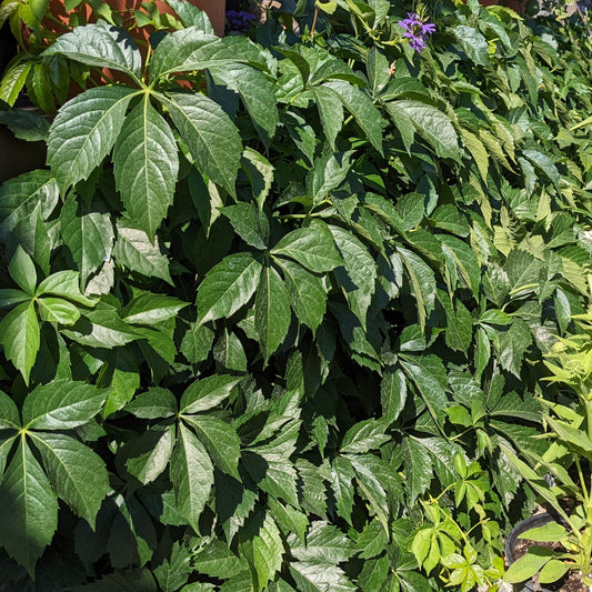 Virginia Creeper