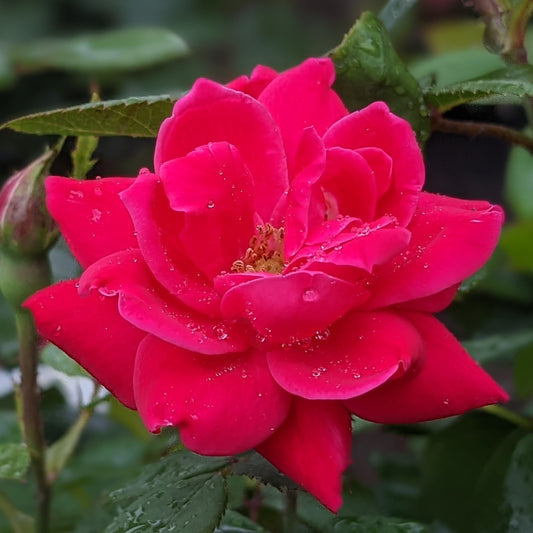 Double Knock Out Rose Red