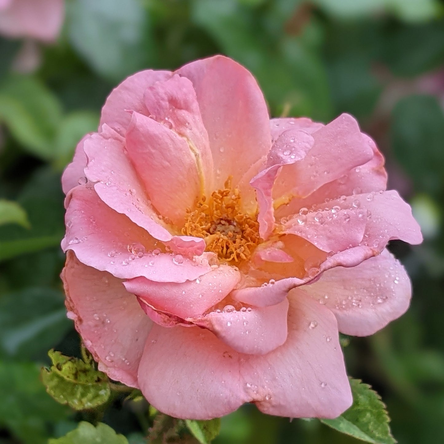 Peachy Knock Out Rose