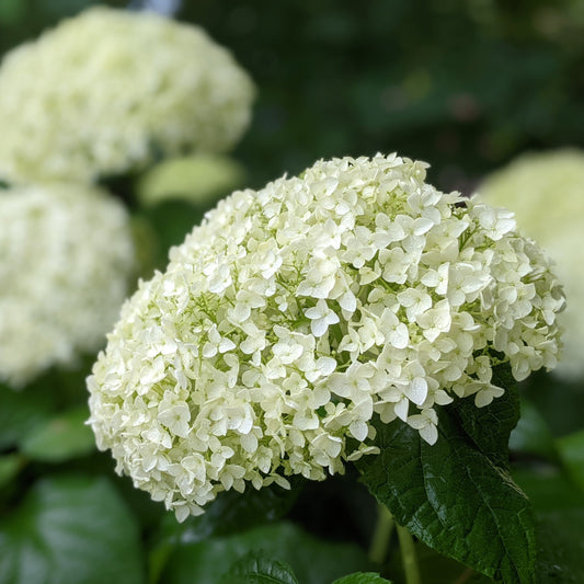 Annabelle Hydrangea