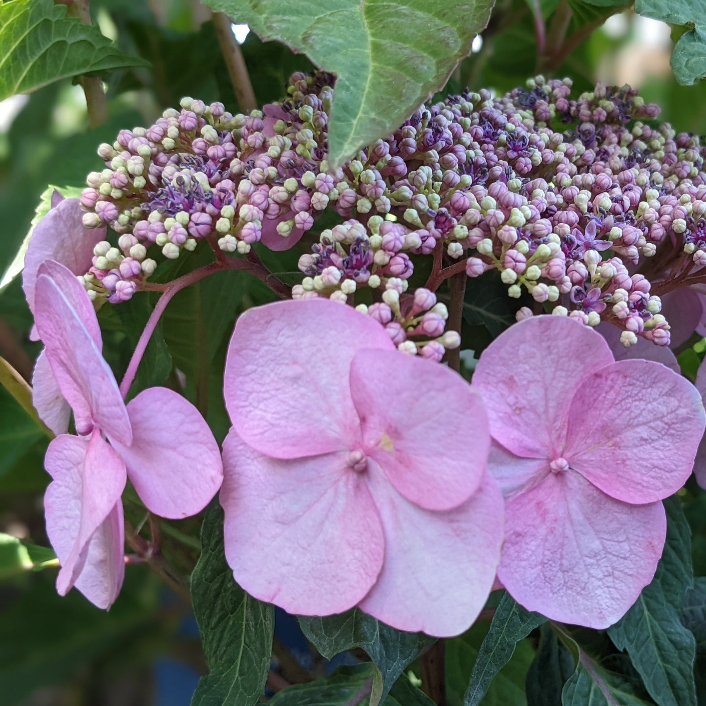 Twist-n-Shout Hydrangea