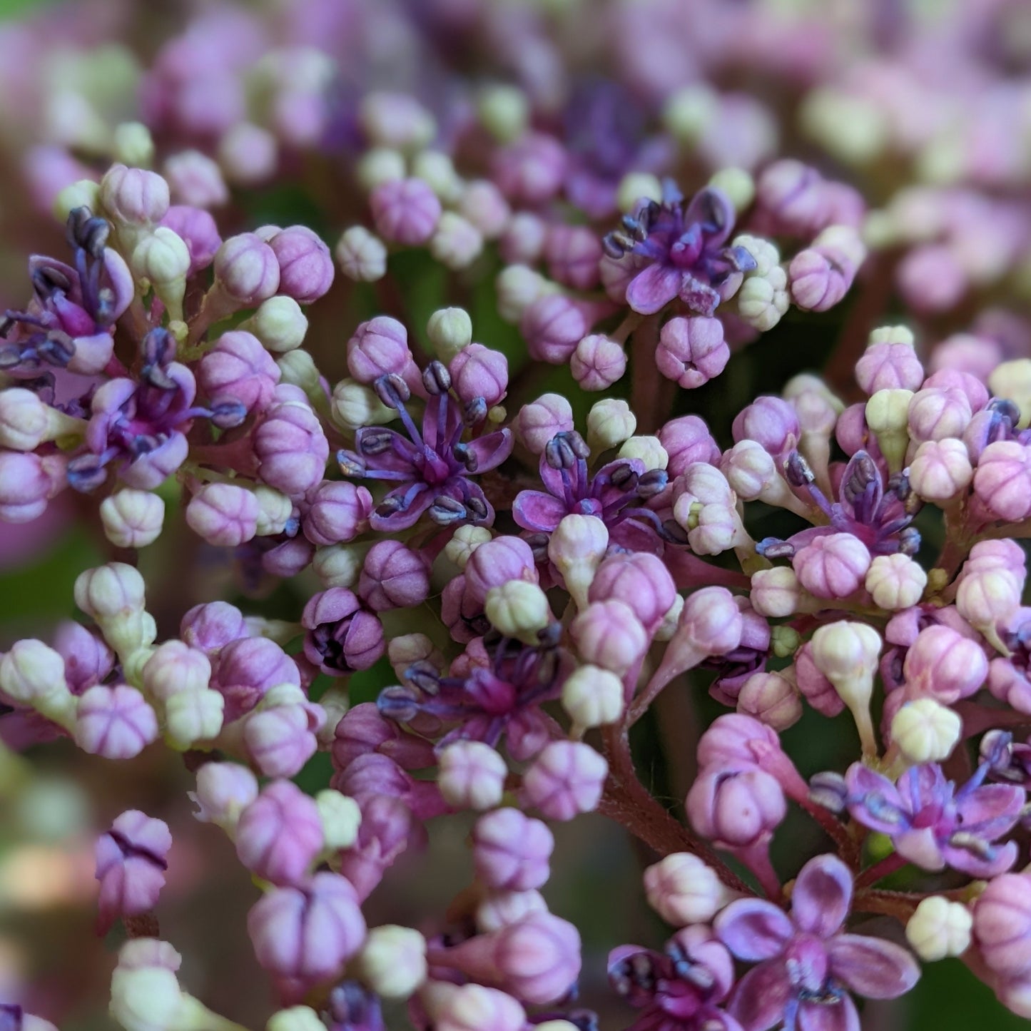 Twist-n-Shout Hydrangea