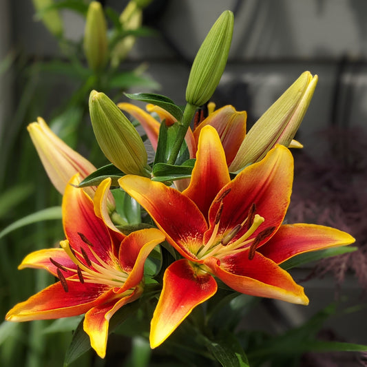 Kaveri Asiatic Lily