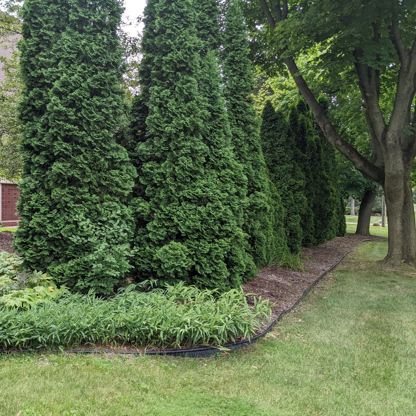 Emerald Arborvitae