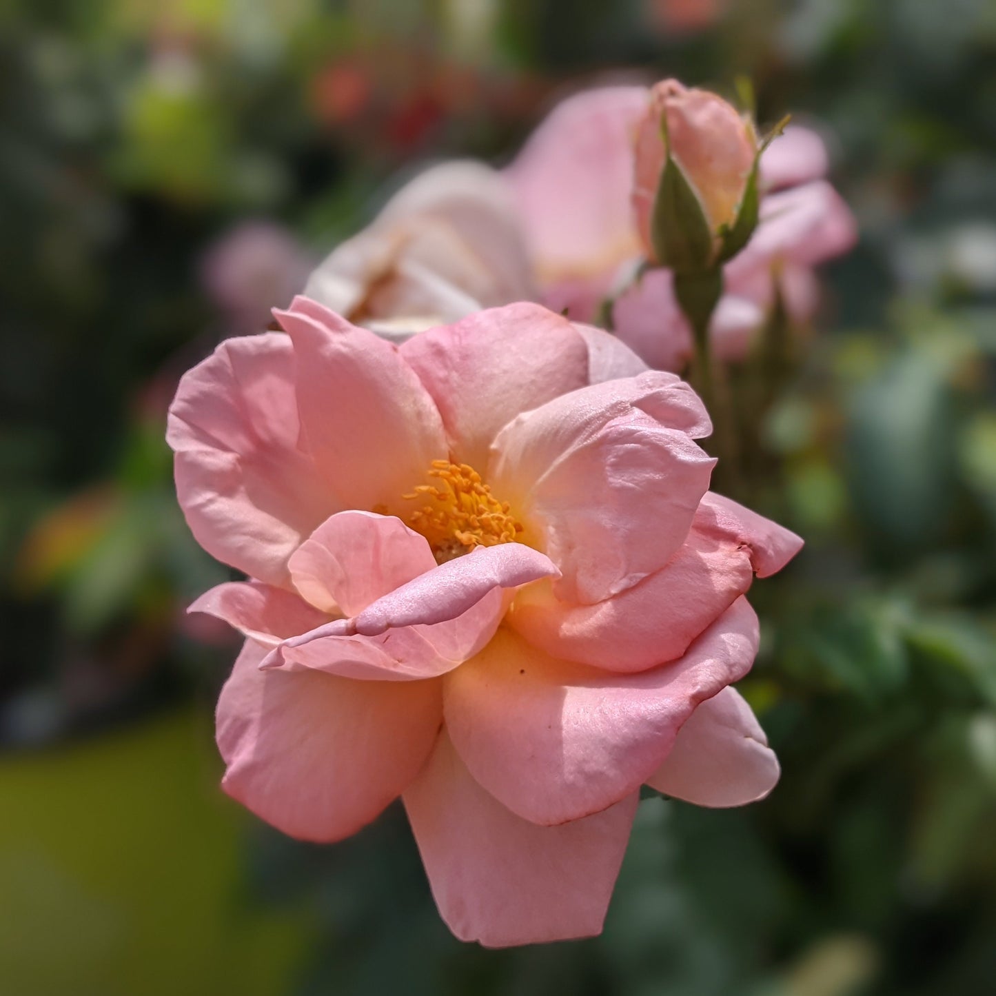 Peachy Knock Out Rose