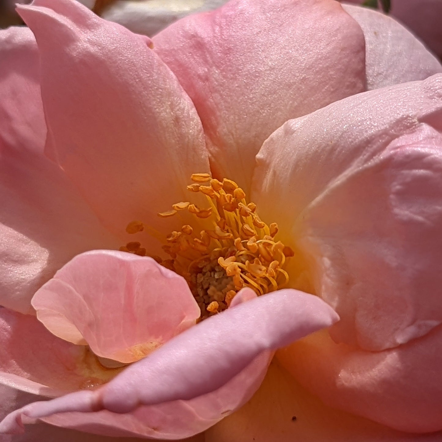 Peachy Knock Out Rose