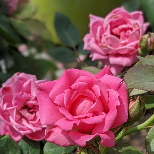 Pink Double Knock Out Rose
