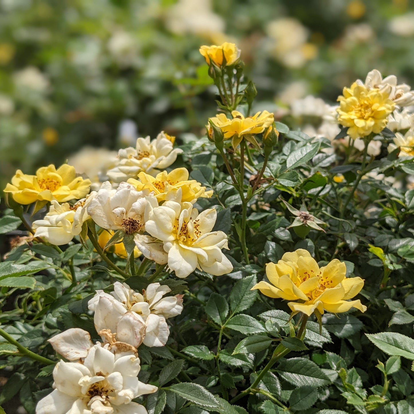 Lemon Drift Groundcover Rose