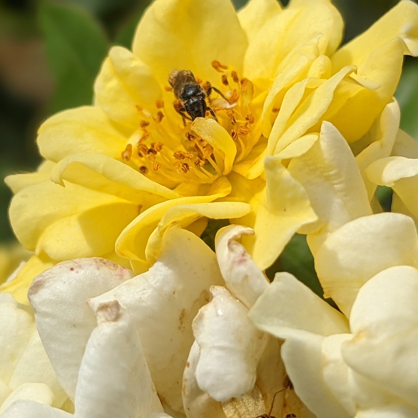 Lemon Drift Groundcover Rose