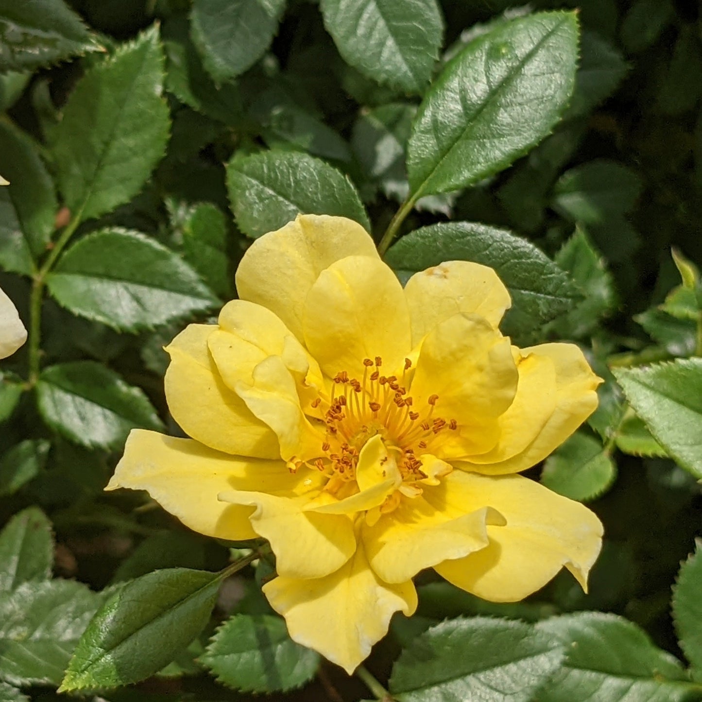 Lemon Drift Groundcover Rose