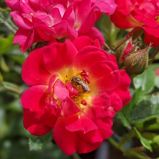 Red Drift Groundcover Rose