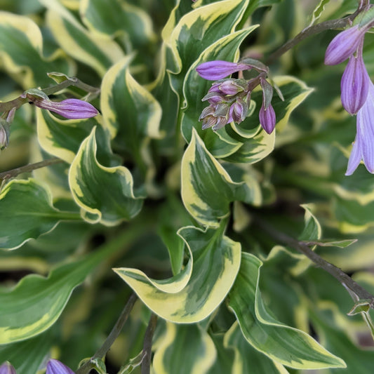 Wrinkle in Time Hosta