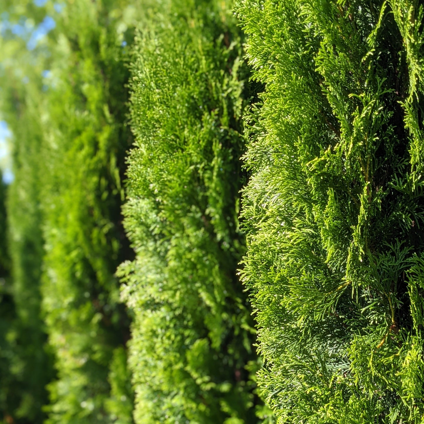 Emerald Arborvitae