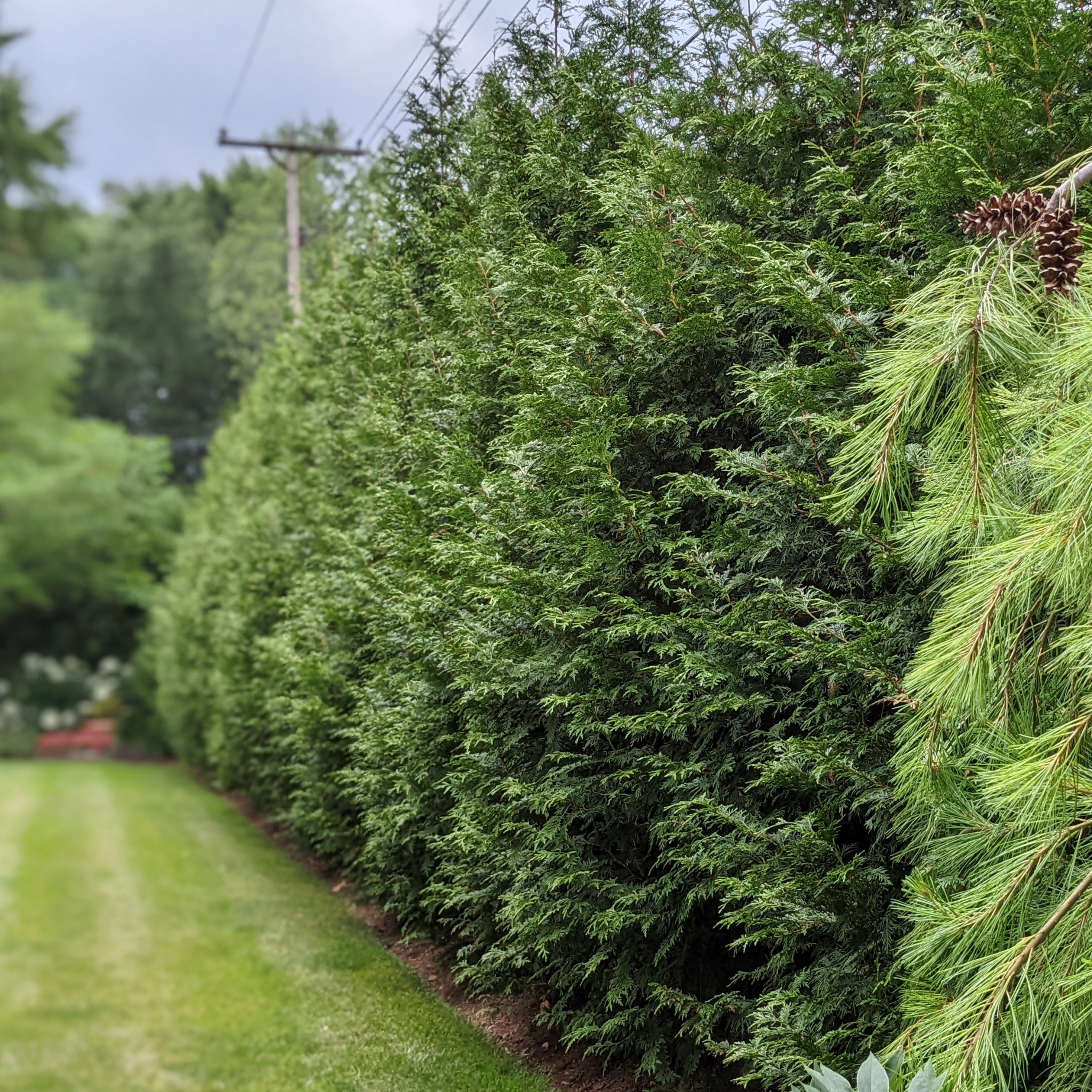 Green Giant Arborvitae – Auburn Oaks Garden Center