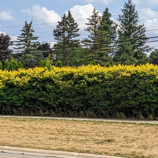 Golden Vicary Privet