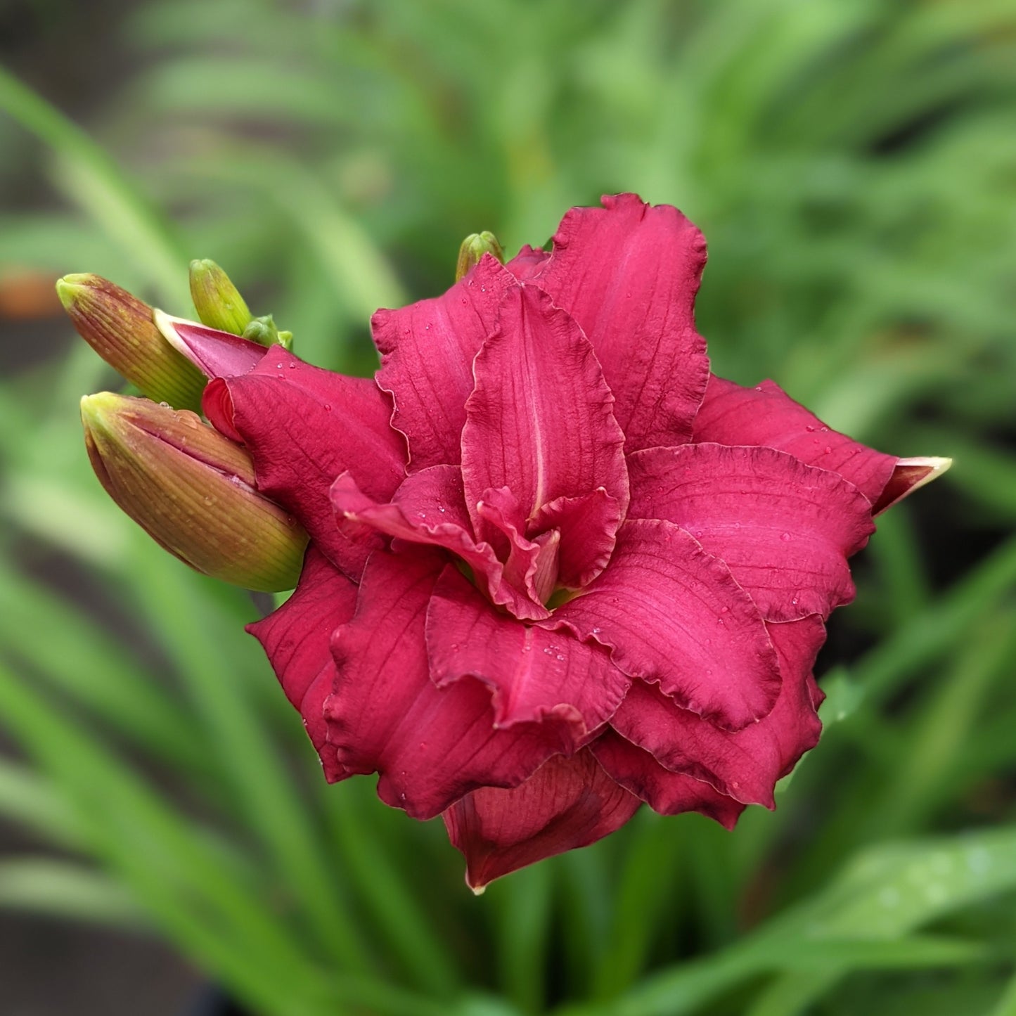 Double Pardon Me Daylily