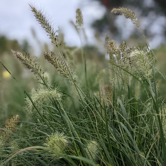 Hameln Dwarf Fountain Grass