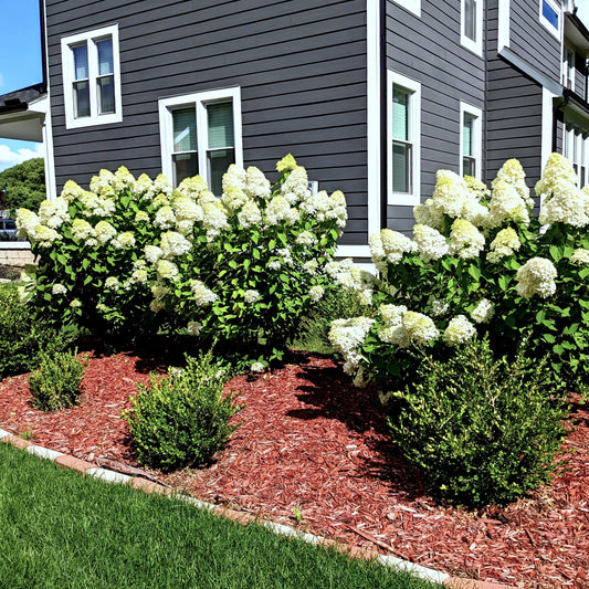 Limelight Hydrangea