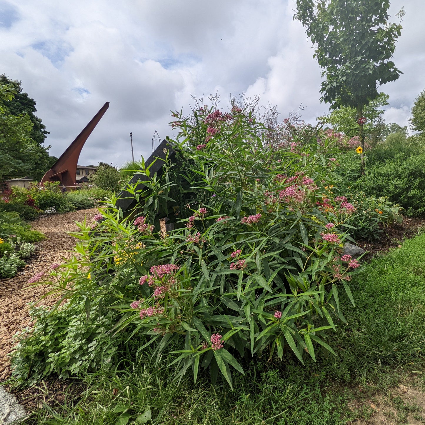 Cinderella Swamp Milkweed
