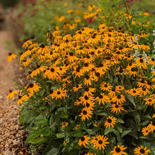 Black-Eyed Susan