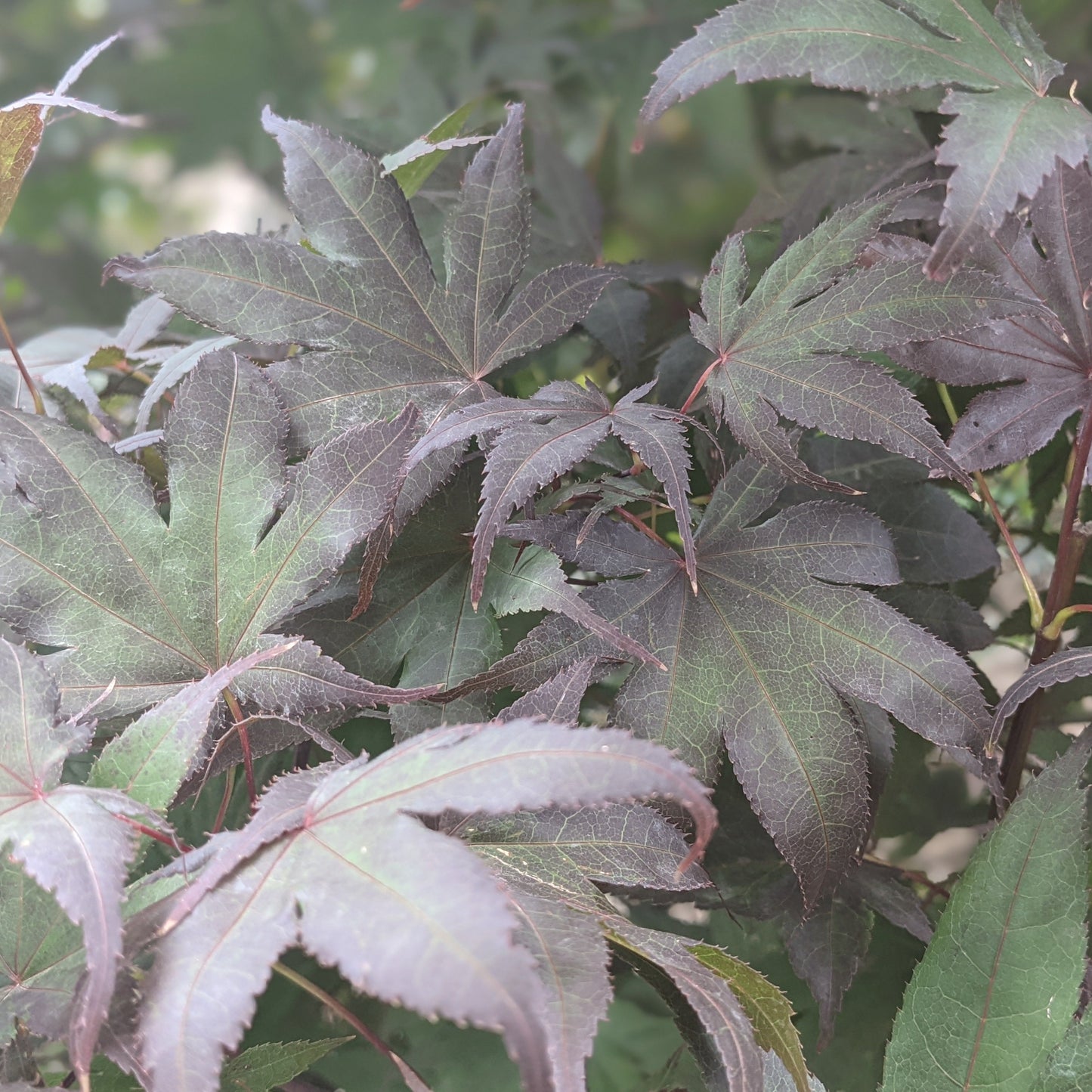 Bloodgood Japanese Maple