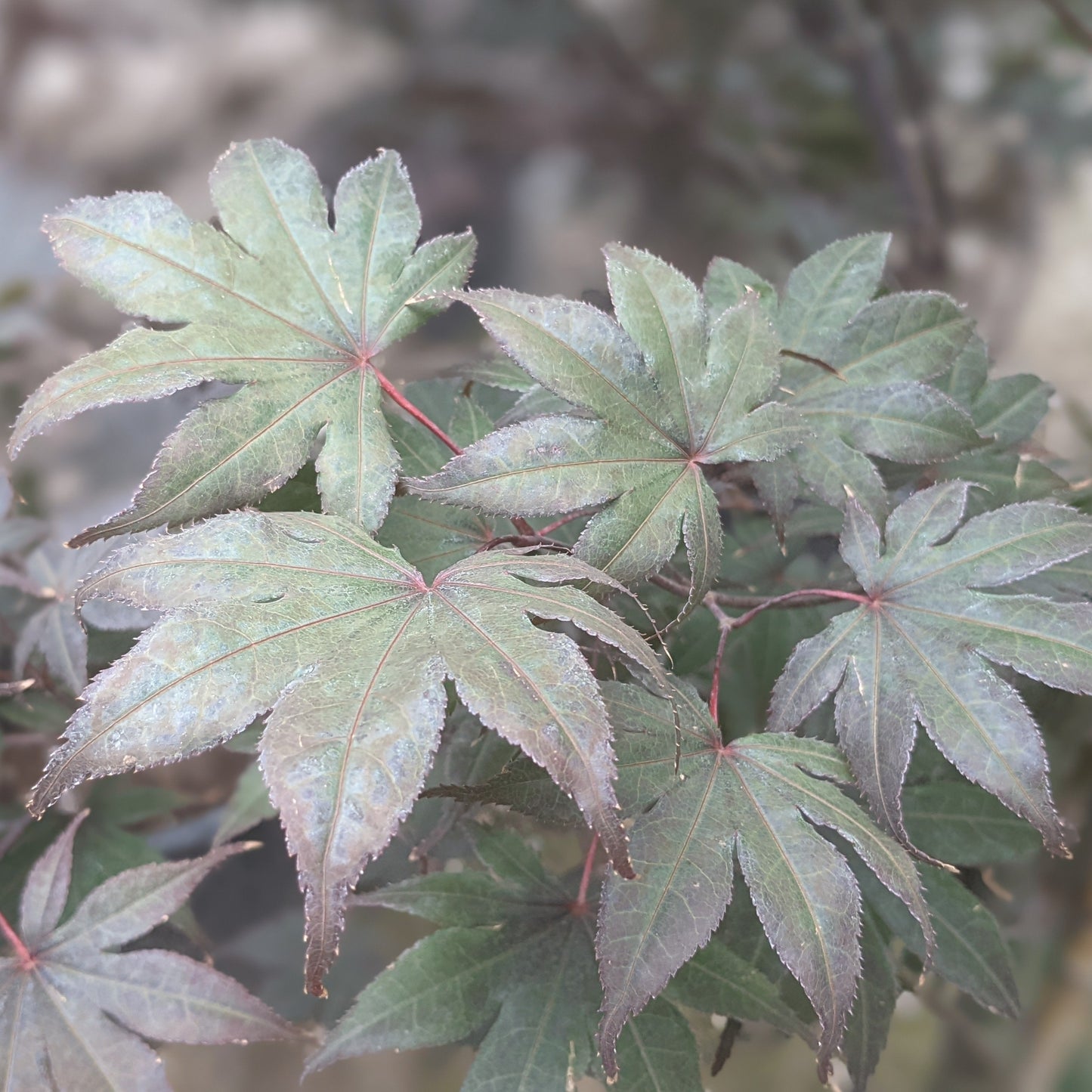 Bloodgood Japanese Maple