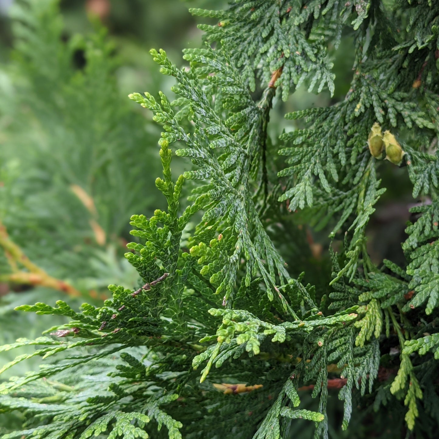 Green Giant Arborvitae