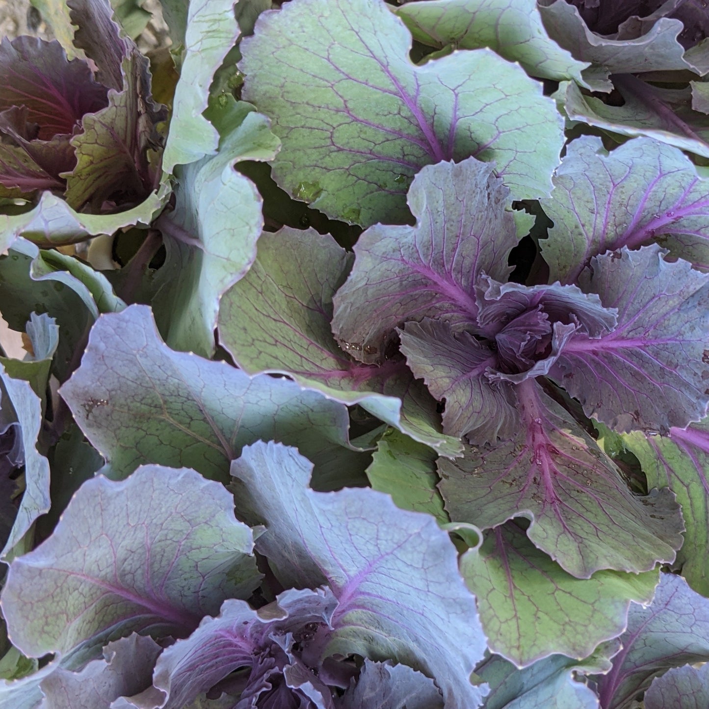 Kale and Cabbage