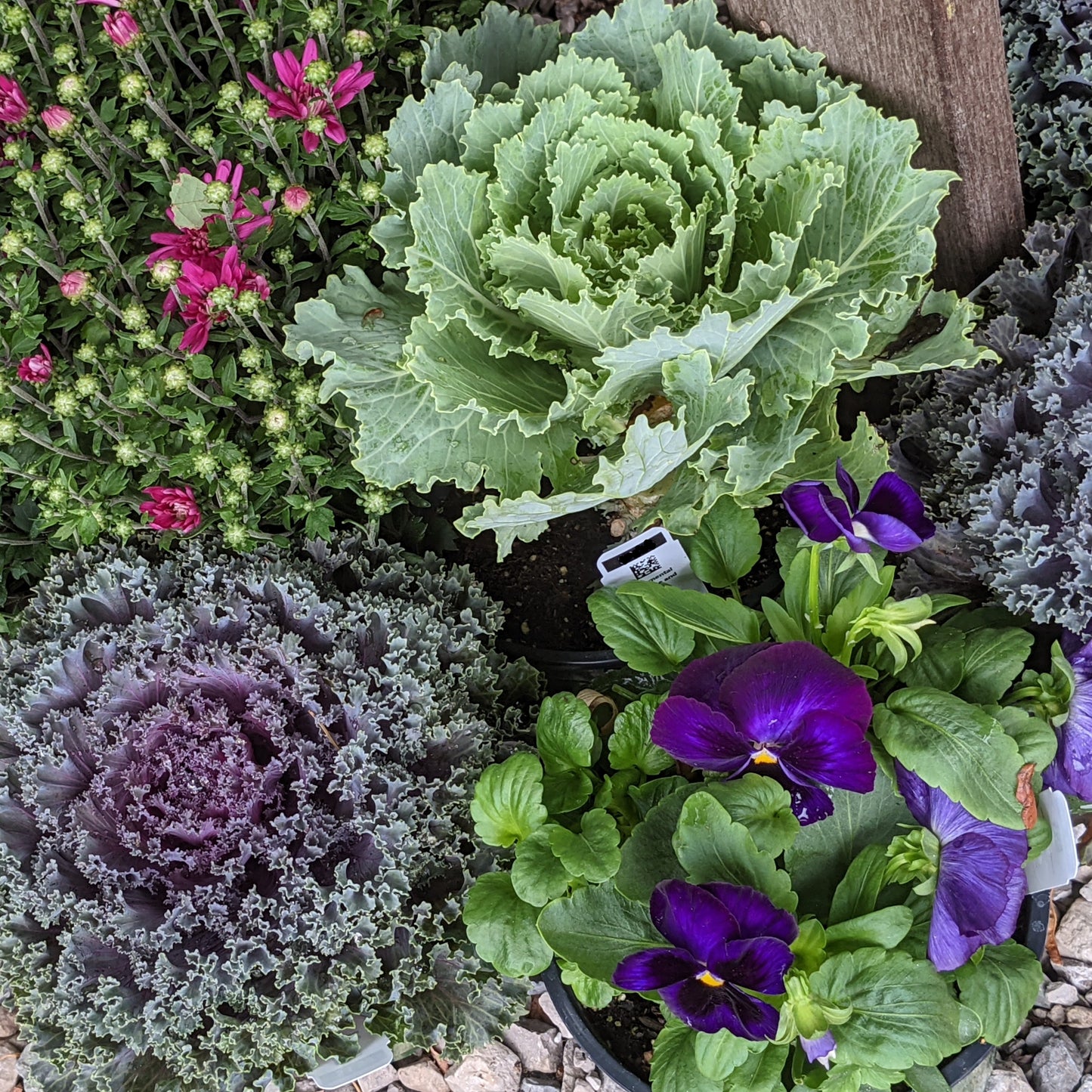 Kale and Cabbage