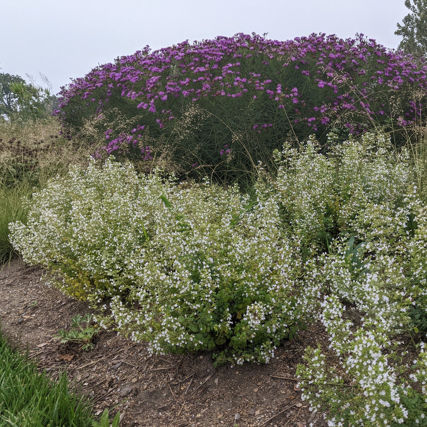 Calamint
