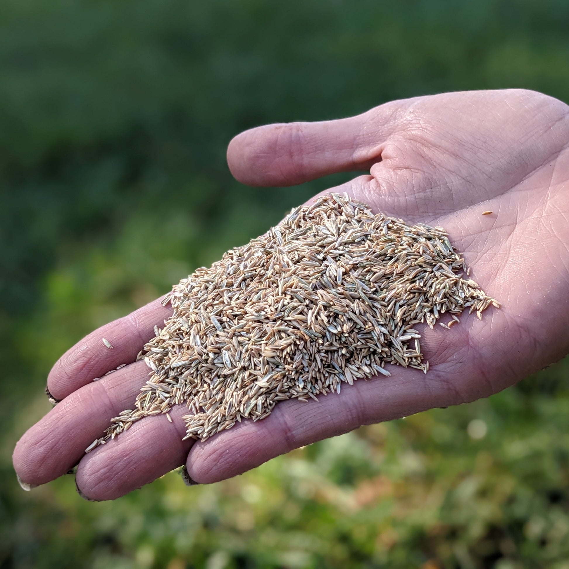 best garden grass seed Shady Mix Grass Seed – Auburn Oaks Garden Center