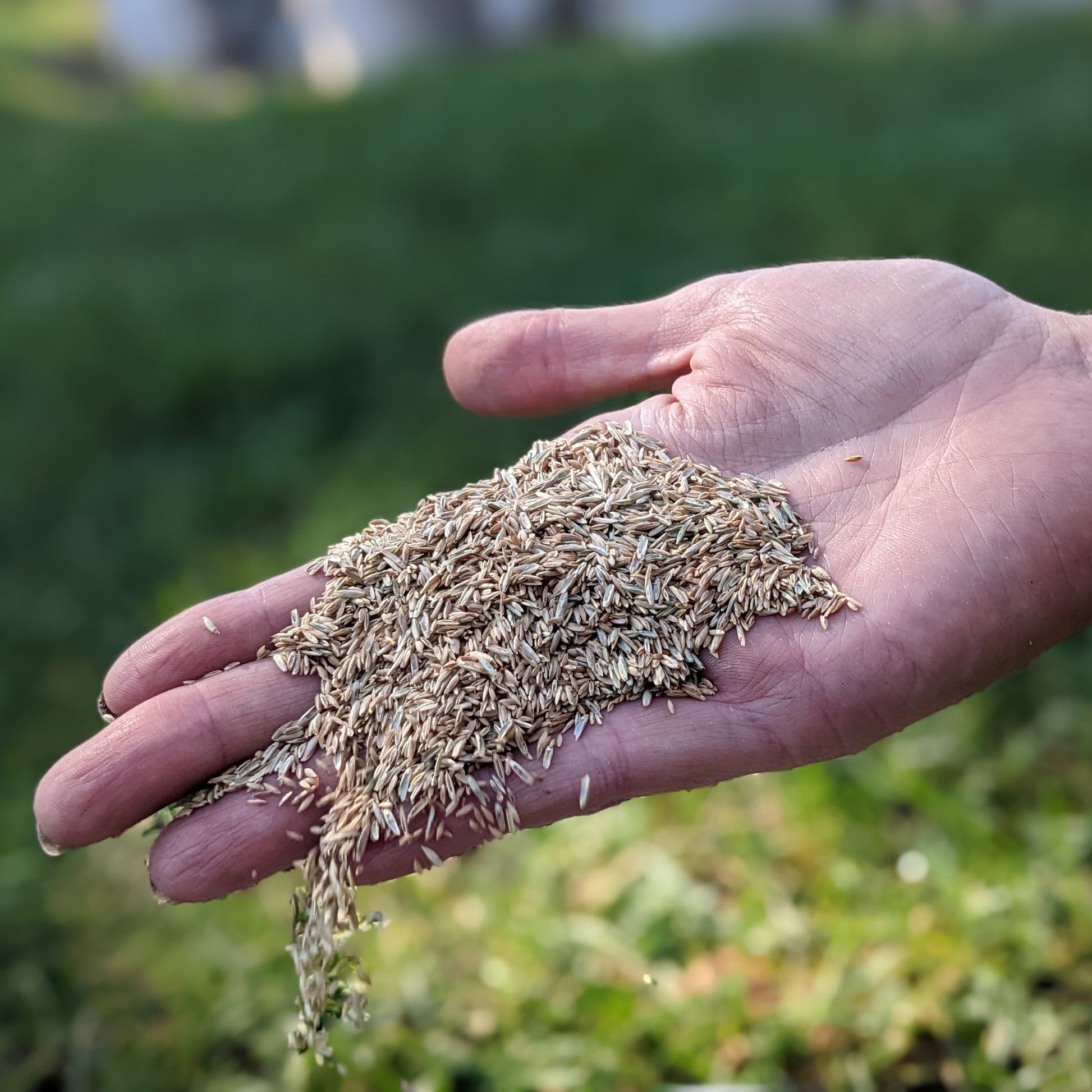 garden crush seeds All-Purpose Mix Grass Seed – Auburn Oaks Garden Center