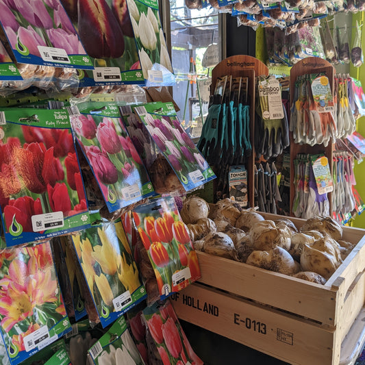 Tulip Bulbs