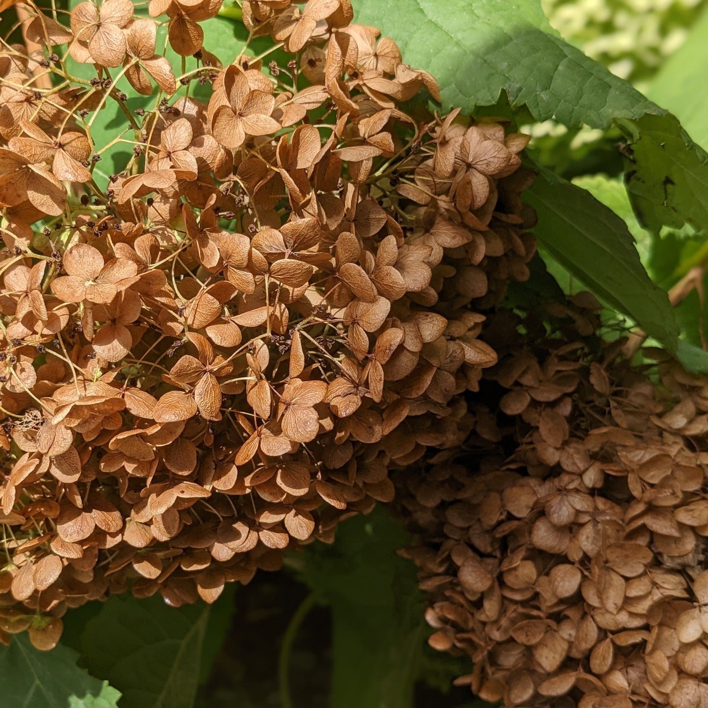 Annabelle Hydrangea