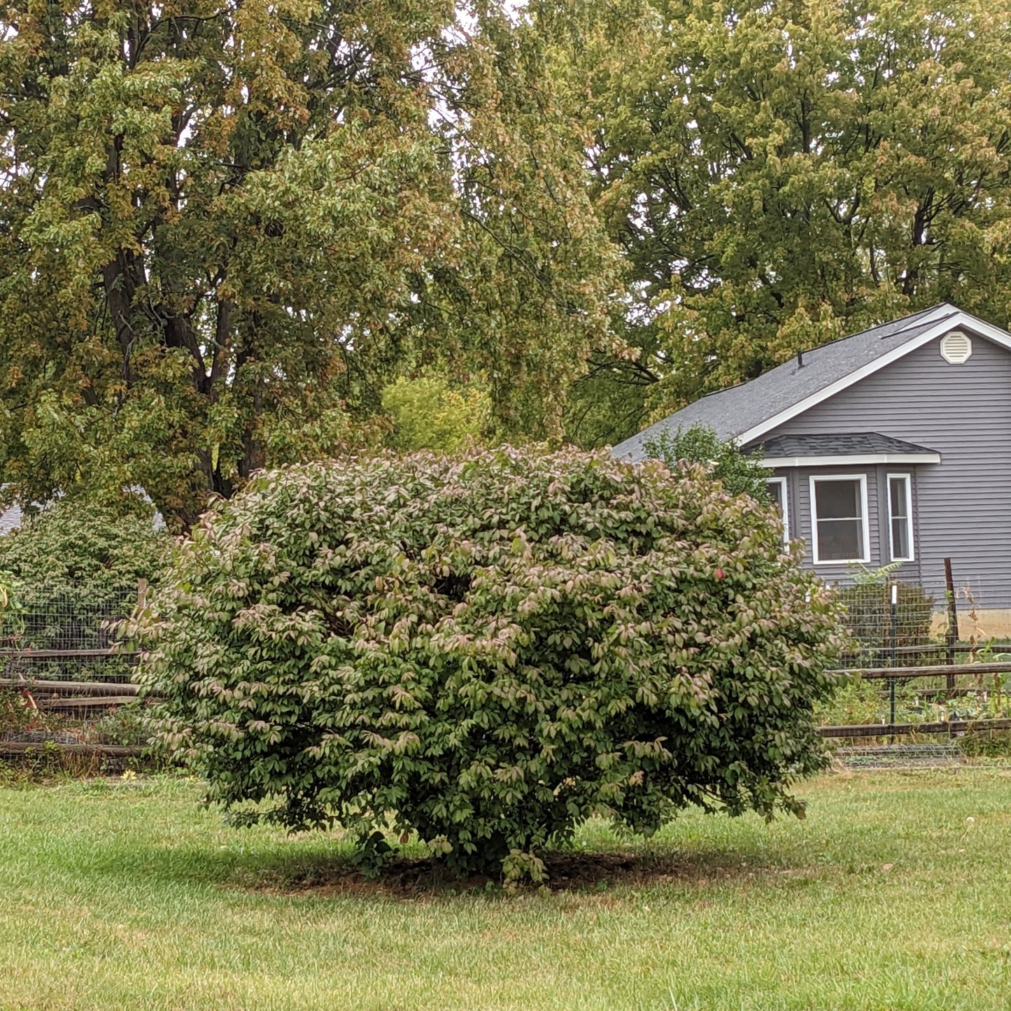 Dwarf Burning Bush