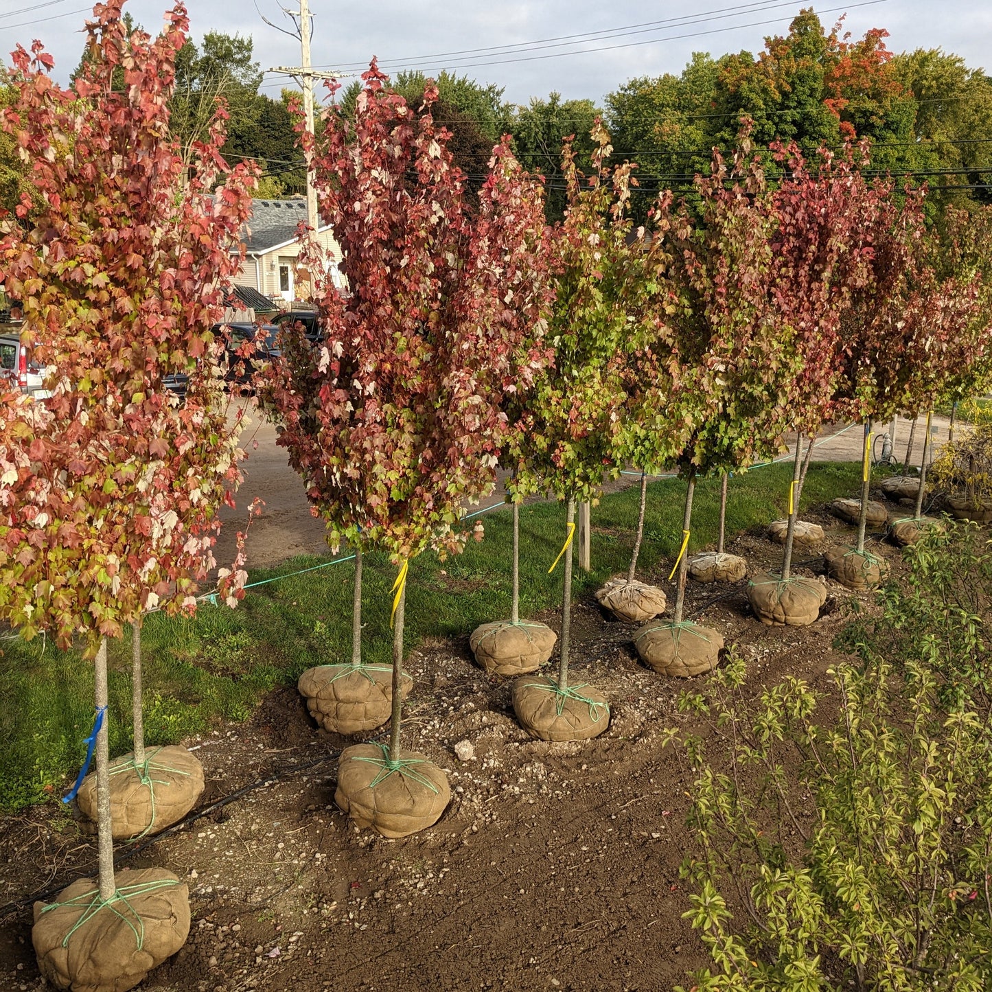 Brandywine Red Maple