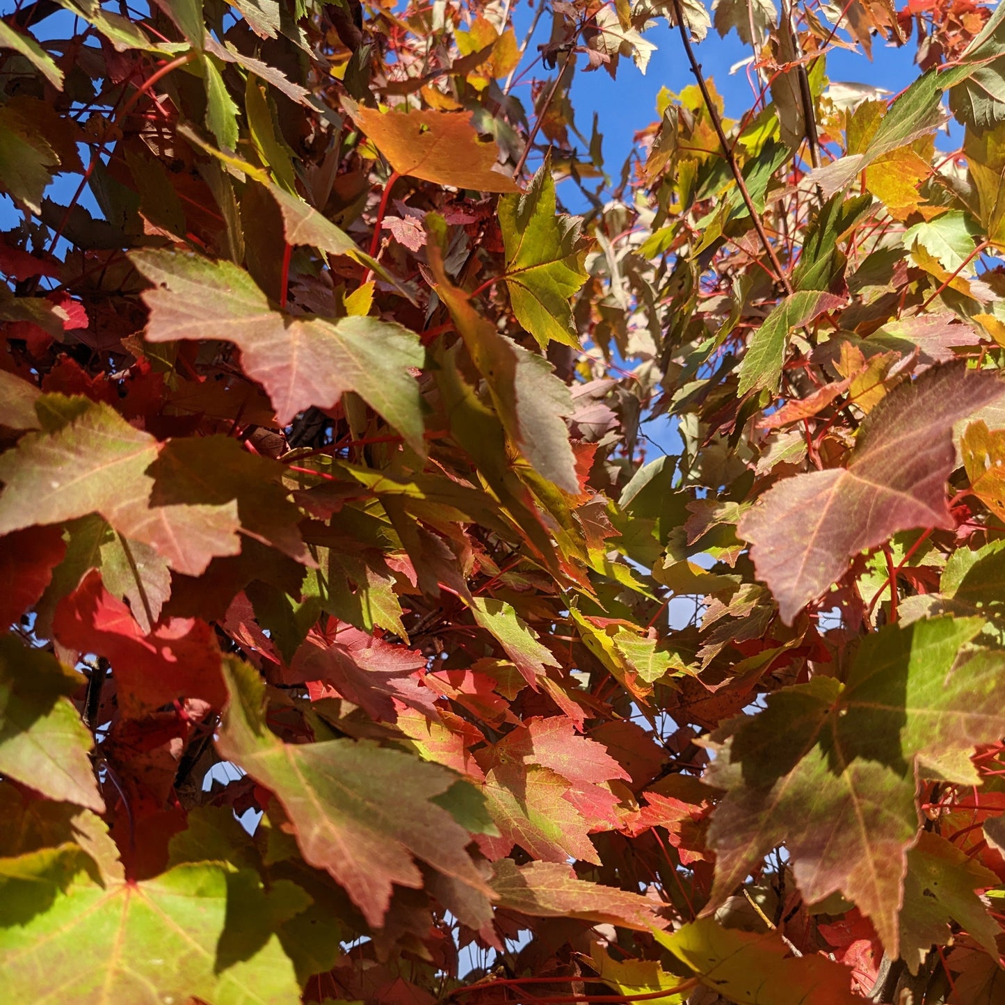 Brandywine Red Maple