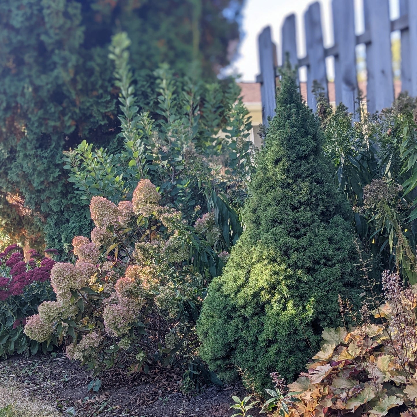 Dwarf Alberta Spruce