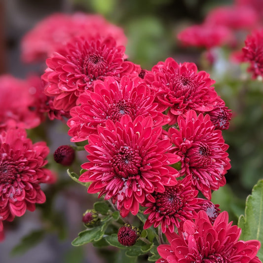 Jolly Cheryl Red Mum