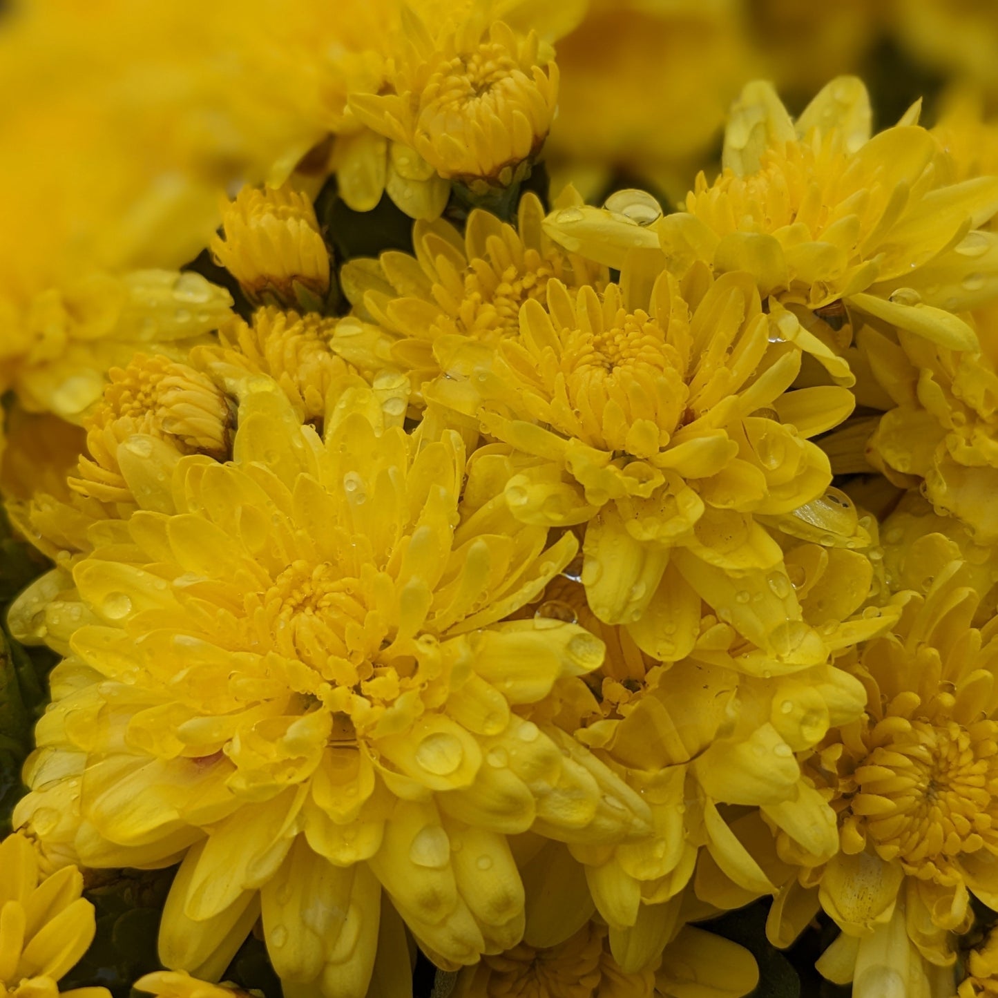 Wilma Yellow Mum