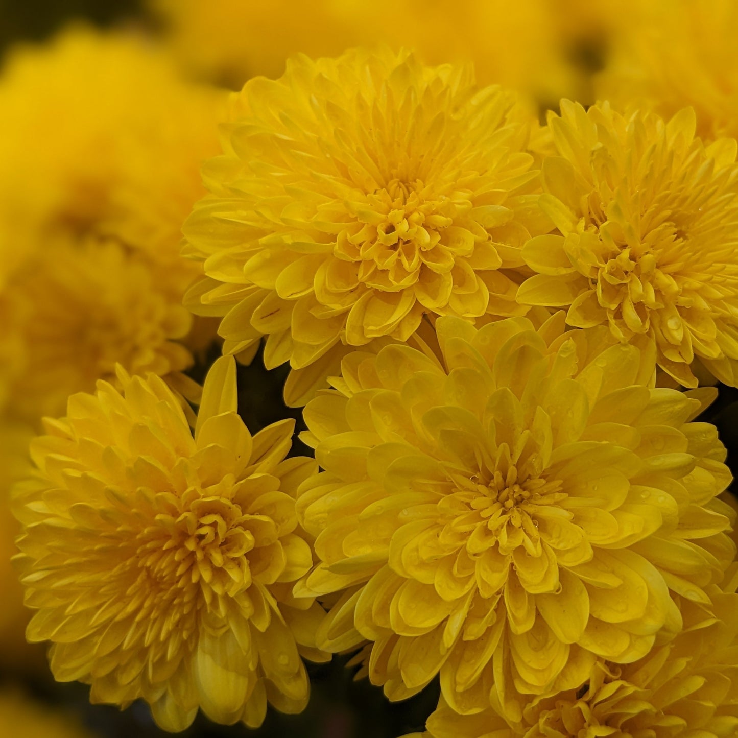 Sparklin Cheryl Yellow Mum