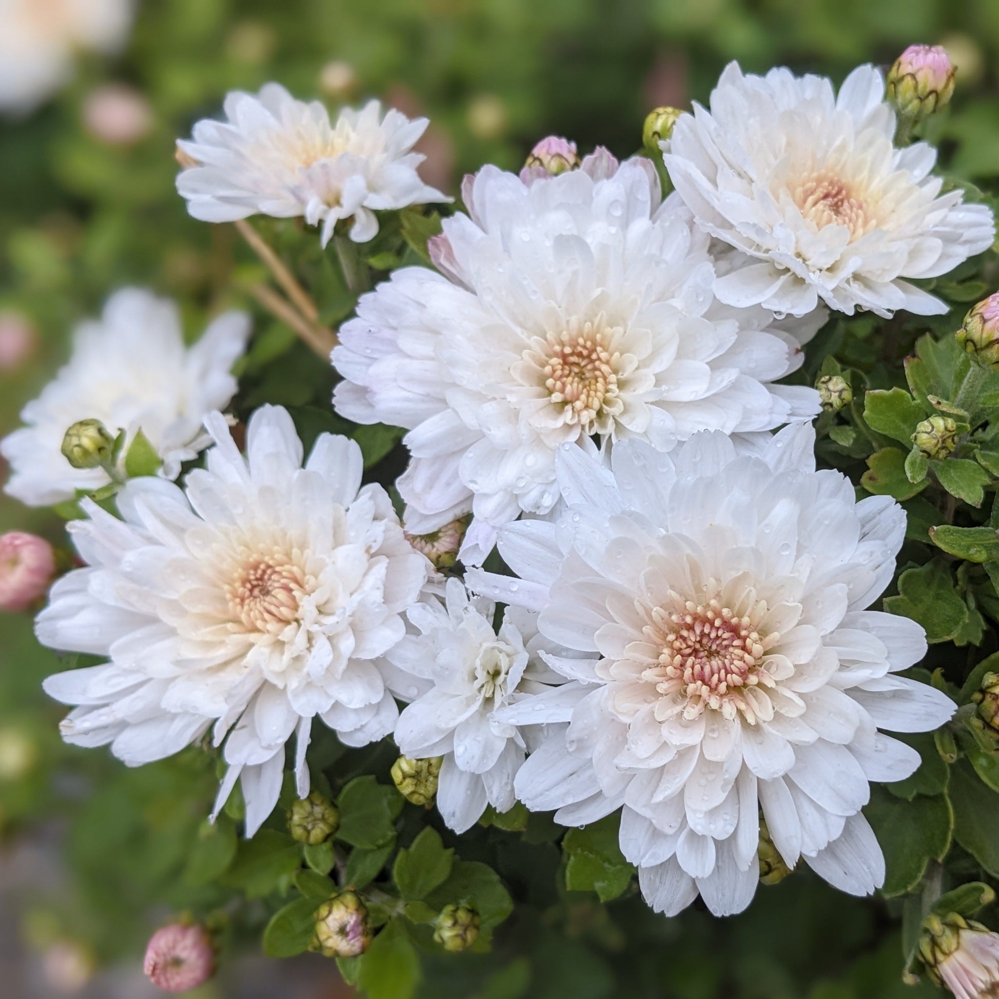 Ceremony White Mum