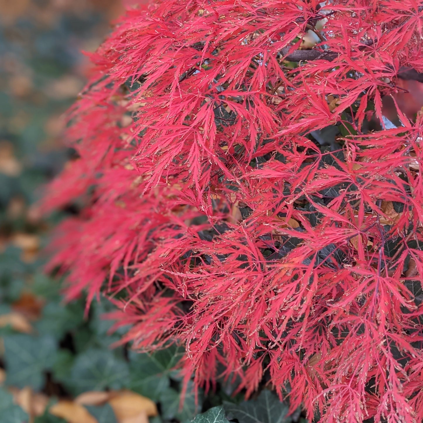 Tamukeyama Japanese Maple