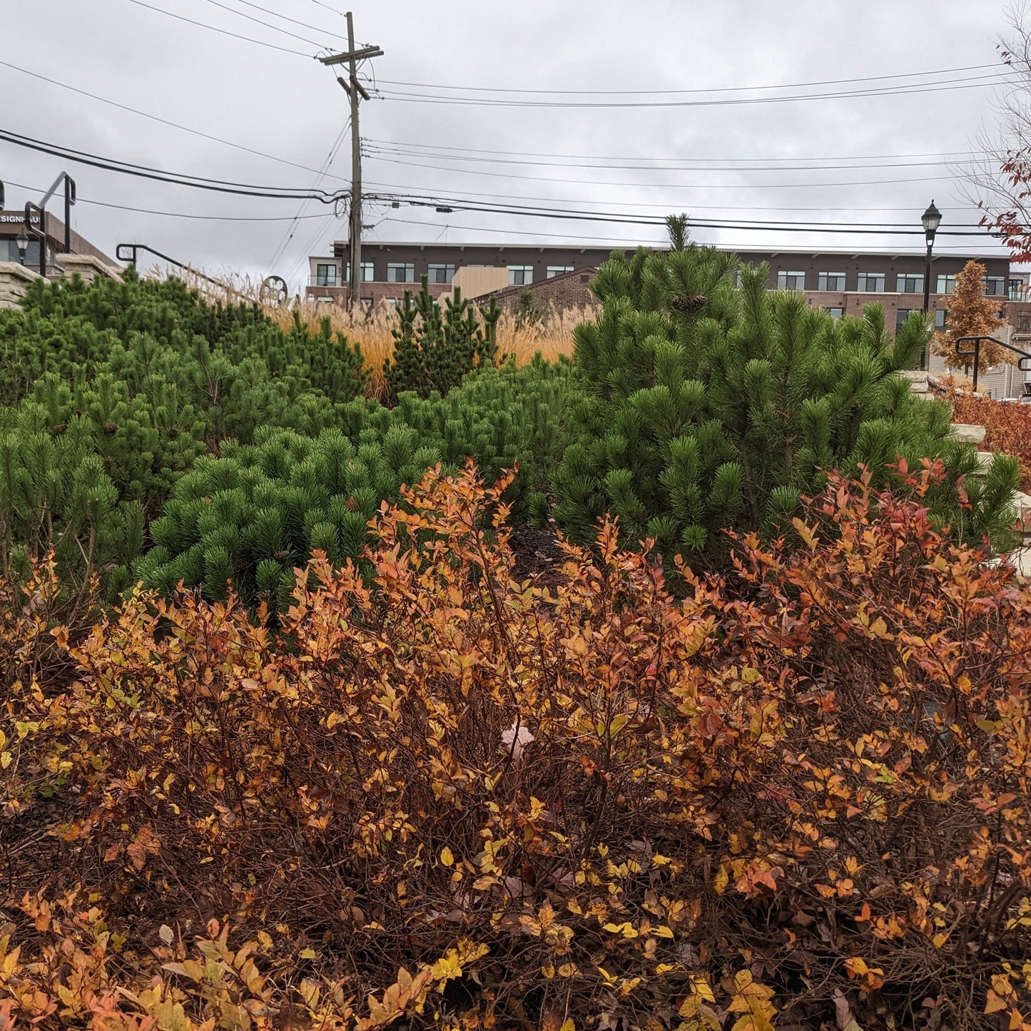 Dwarf Mugo Pine