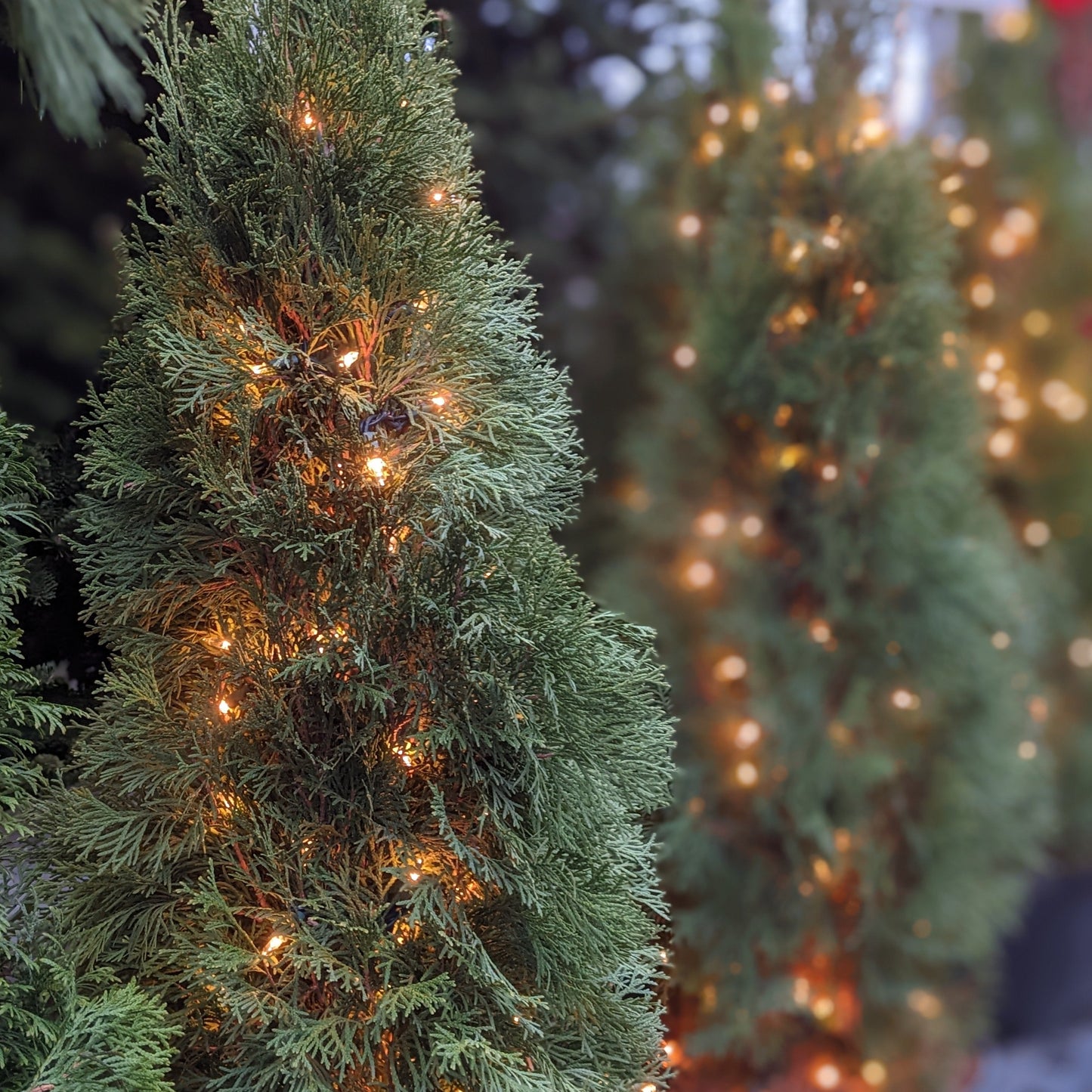 Emerald Arborvitae