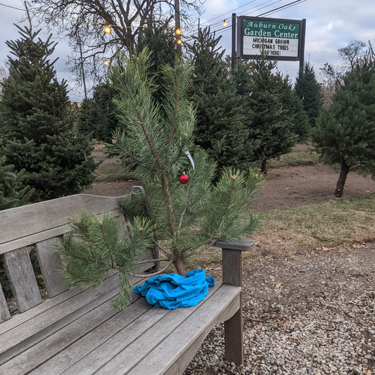 Old Fashion Christmas Trees