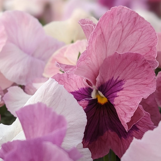Pansies & Violas